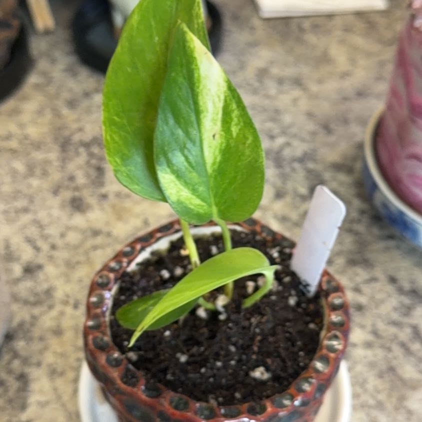 Photo of the plant species Neon Queen Pothos by @DotsSpot named Pothos Teruno Neon Queen on Greg, the plant care app