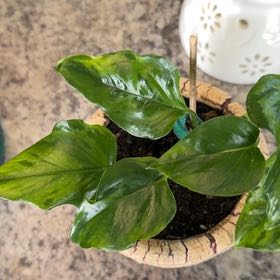 Photo of the plant species Teruno Amazon Pothos by @DotsSpot named Pothos Teruno Victory on Greg, the plant care app