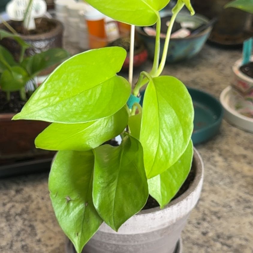 Photo of the plant species Teruno Amazon Pothos by @DotsSpot named Pothos Teruno Wakakusa on Greg, the plant care app