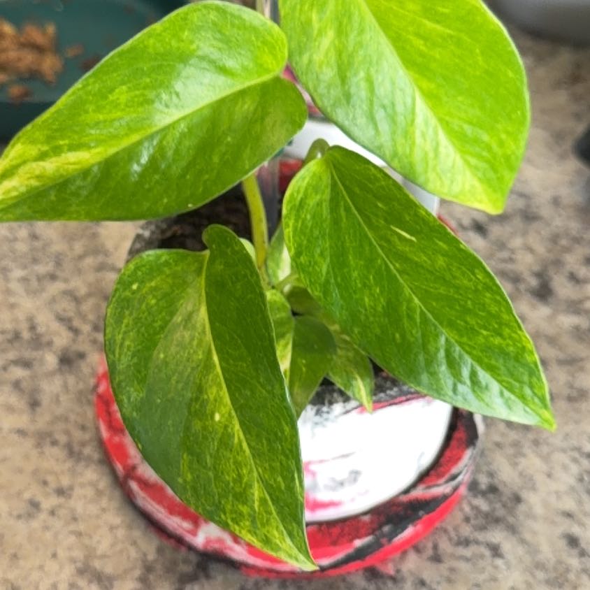 Photo of the plant species Teruno Amazon Pothos by @DotsSpot named Pothos Teruno Junior on Greg, the plant care app