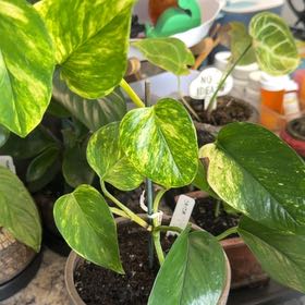 Photo of the plant species Teruno Amazon Pothos by @DotsSpot named Pothos Teruno SFIDA on Greg, the plant care app