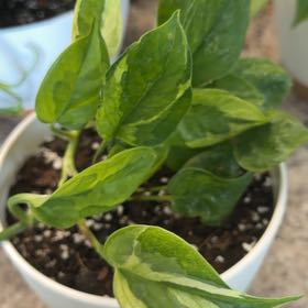 Photo of the plant species Teruno Amazon Pothos by @DotsSpot named Pothos Teruno Green on Green on Greg, the plant care app
