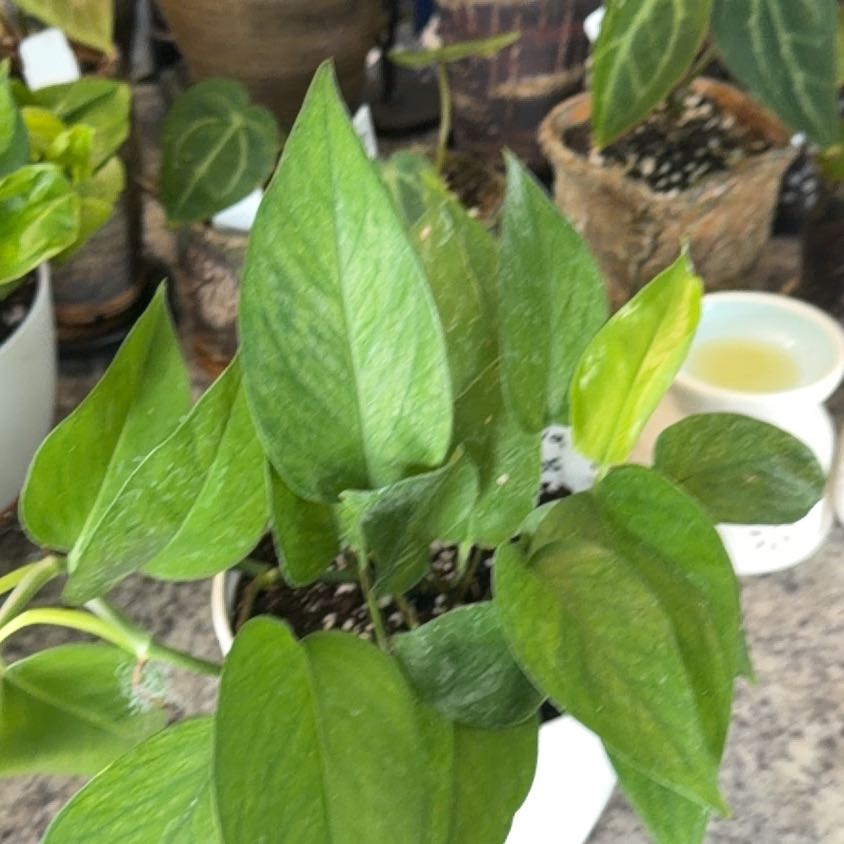 Photo of the plant species Teruno Amazon Pothos by @DotsSpot named Pothos Teruno Jessenia on Greg, the plant care app