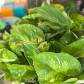 Photo of the plant species Global Green Pothos by @DotsSpot named Pothos Global Green on Greg, the plant care app
