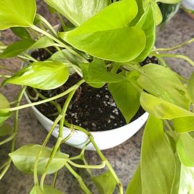 Photo of the plant species Tulip 'Sao Paulo' by @DotsSpot named Pothos São Paulo on Greg, the plant care app