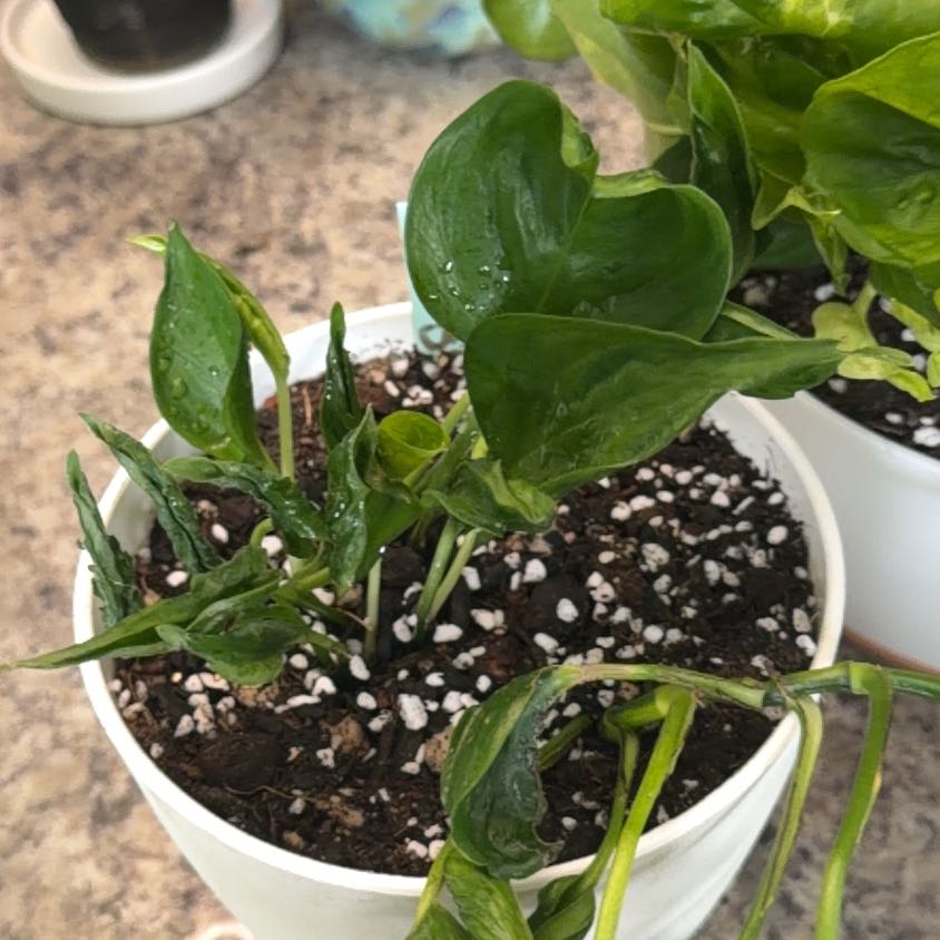 Photo of the plant species Teruno Amazon Pothos by @DotsSpot named Pothos Teruno Shangri-la on Greg, the plant care app