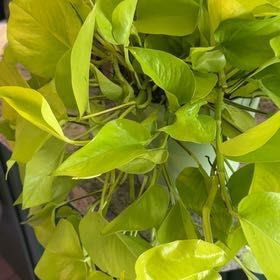 Photo of the plant species Teruno Champs-Elysees Pothos by @DotsSpot named Pothos Teruno Champs Elysees on Greg, the plant care app