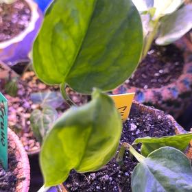 Photo of the plant species Teruno Amazon Pothos by @DotsSpot named Pothos Teruno Oopsie on Greg, the plant care app