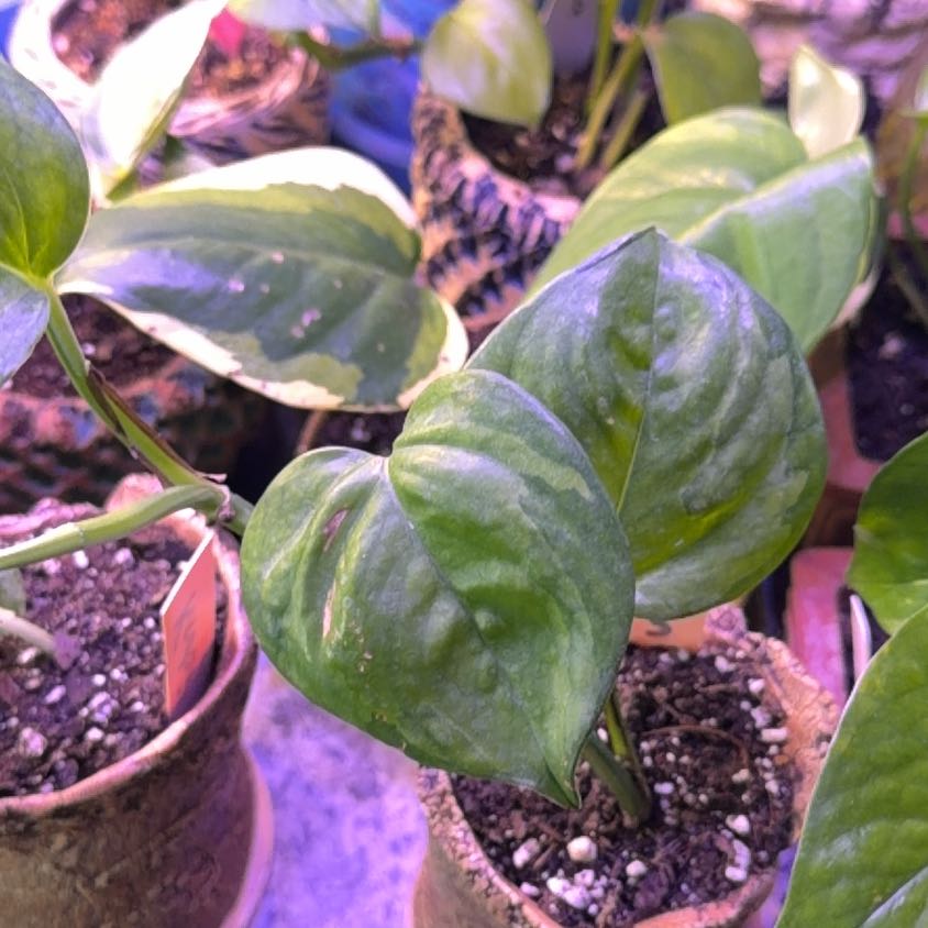 Photo of the plant species Lemon Top Pothos by @DotsSpot named Pothos Lemon Top on Greg, the plant care app