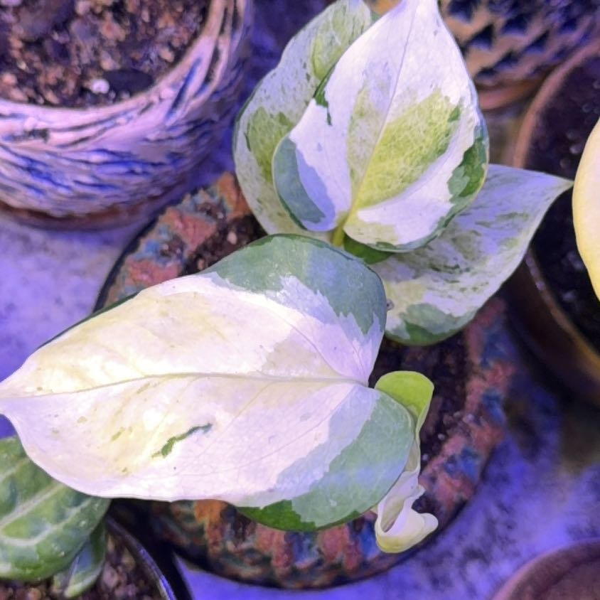 Photo of the plant species Teruno Amazon Pothos by @DotsSpot named Pothos Teruno Global Japan on Greg, the plant care app