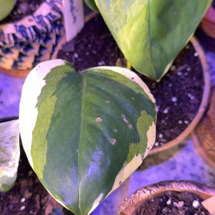 Photo of the plant species Manjula Poonsin Pothos by @DotsSpot named Pothos Poonsin on Greg, the plant care app