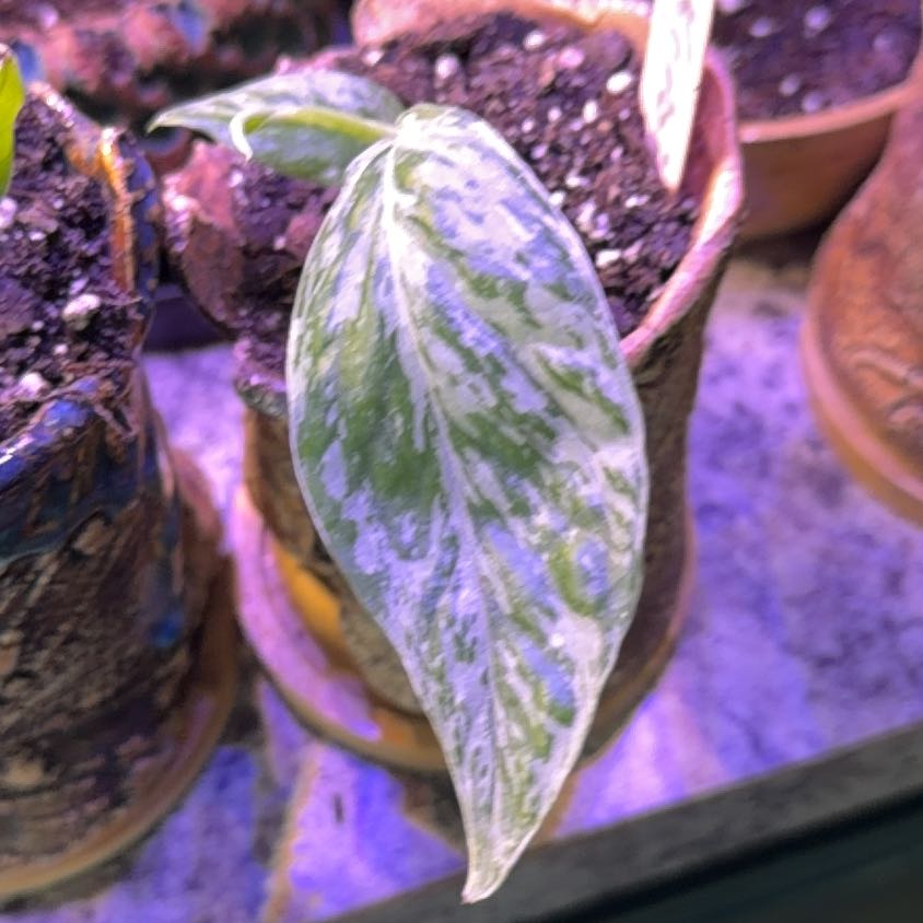 Photo of the plant species Teruno Amazon Pothos by @DotsSpot named Pothos Teruno Krabi on Greg, the plant care app