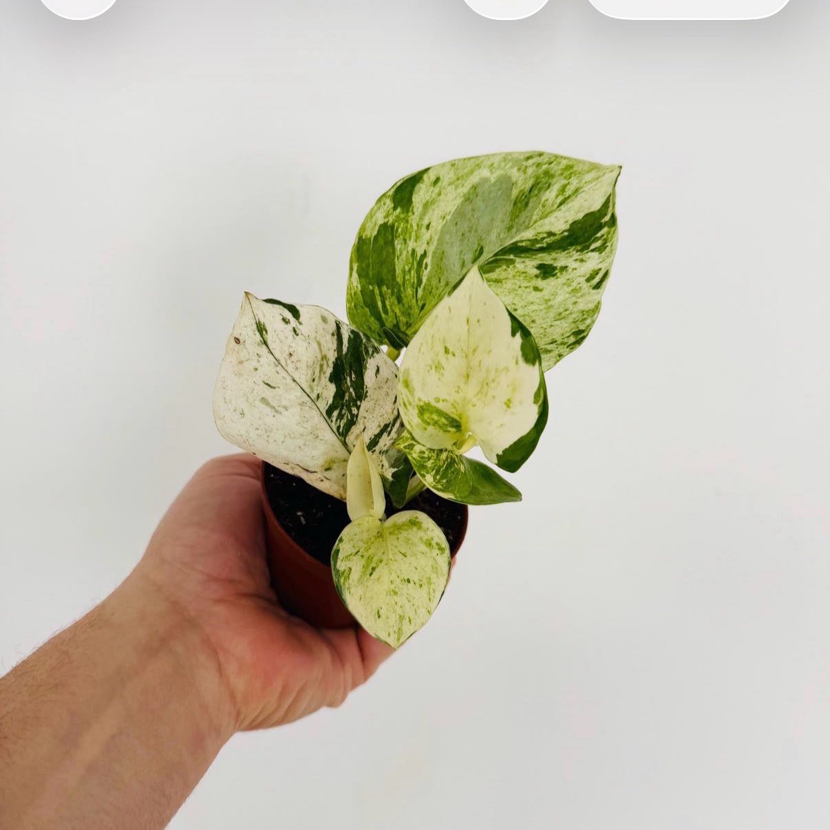 Photo of the plant species Harlequin Pothos by @DotsSpot named Pothos Harlequin on Greg, the plant care app