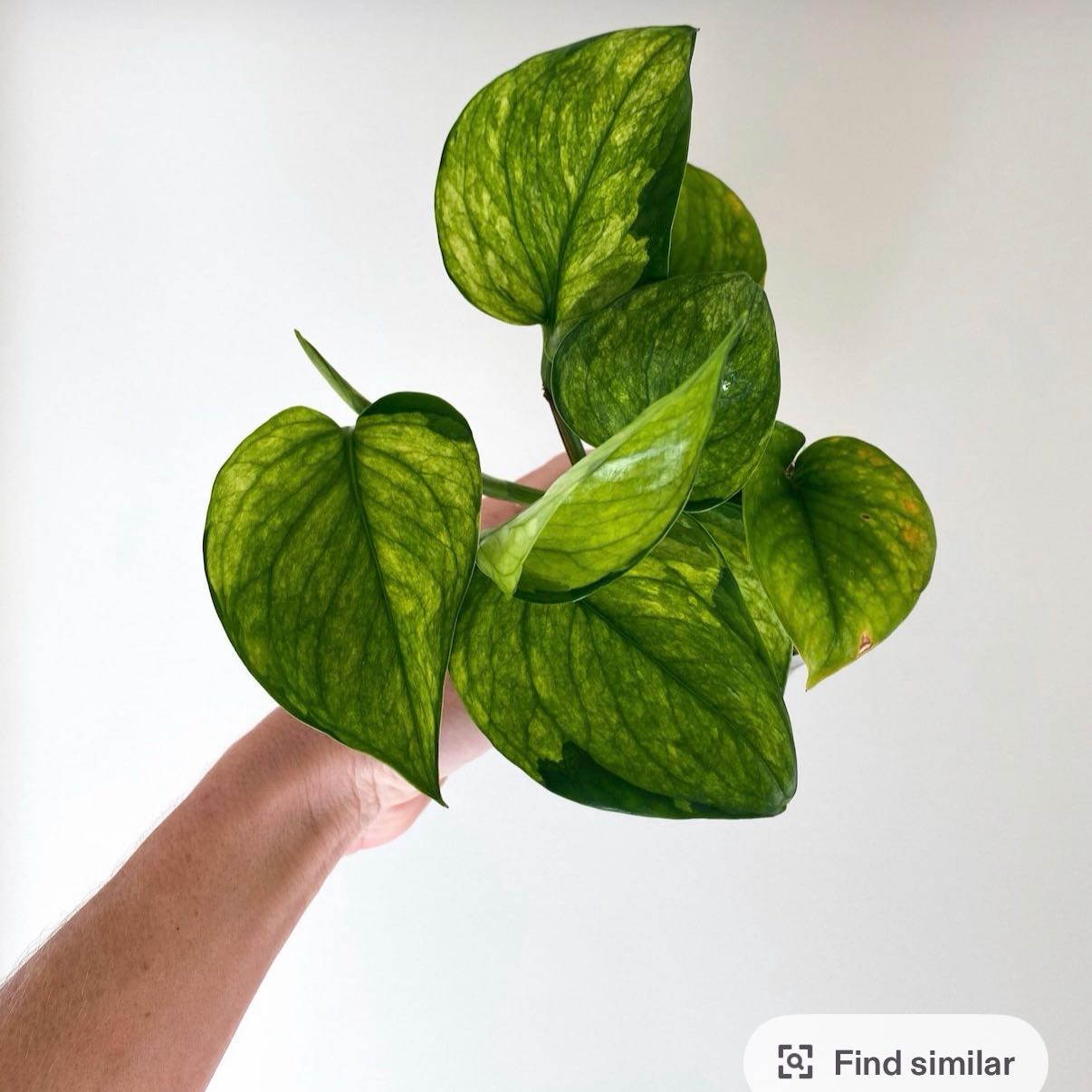 Photo of the plant species Lemon Top Pothos by @DotsSpot named Pothos Lemon Top on Greg, the plant care app
