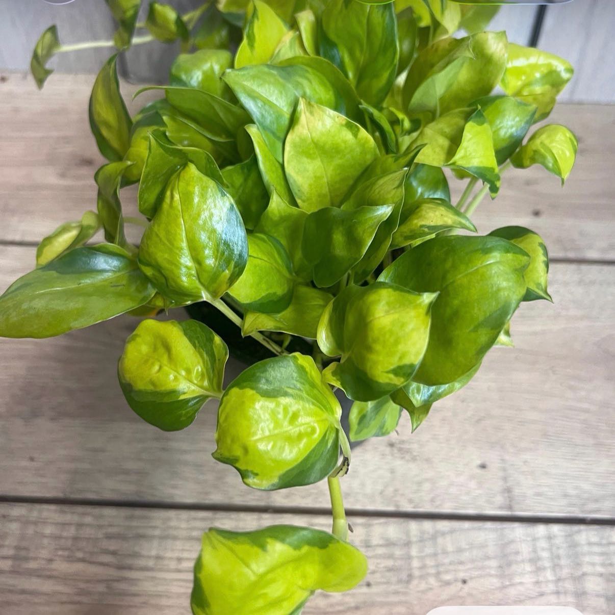 Photo of the plant species Pothos 'Neon Joy' by @DotsSpot named Pothos Neon Joy on Greg, the plant care app
