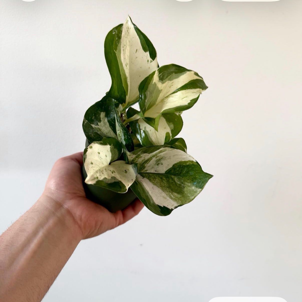 Photo of the plant species Ivory Knight by @DotsSpot named Pothos Ivory Knight on Greg, the plant care app