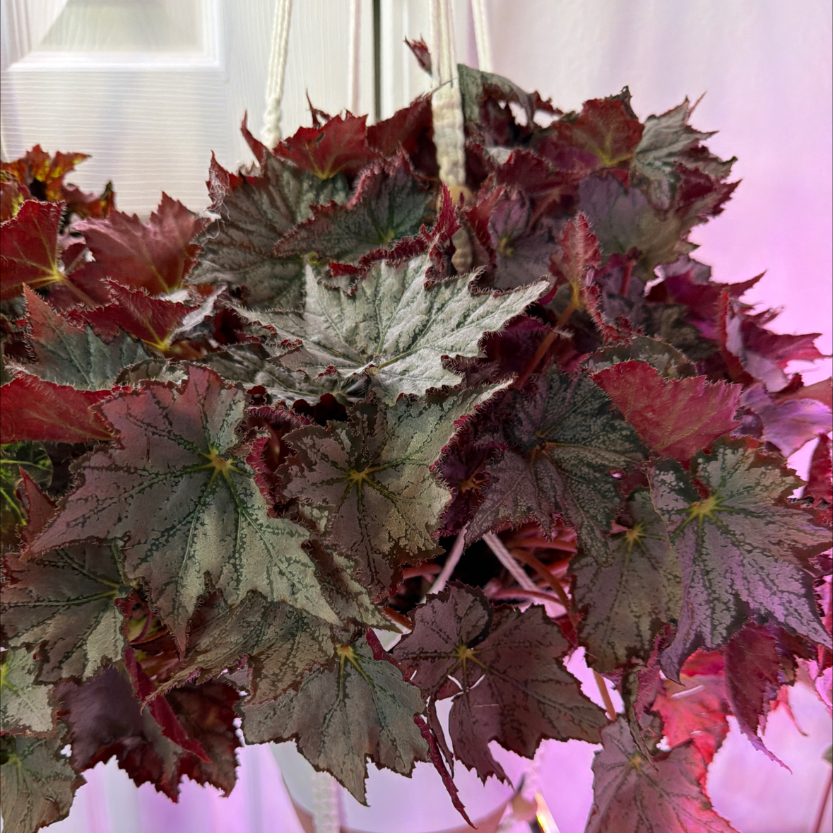 Photo of the plant species Begonia 'T REXTM Stardust' by @DotsSpot named Begonia T-Rex on Greg, the plant care app