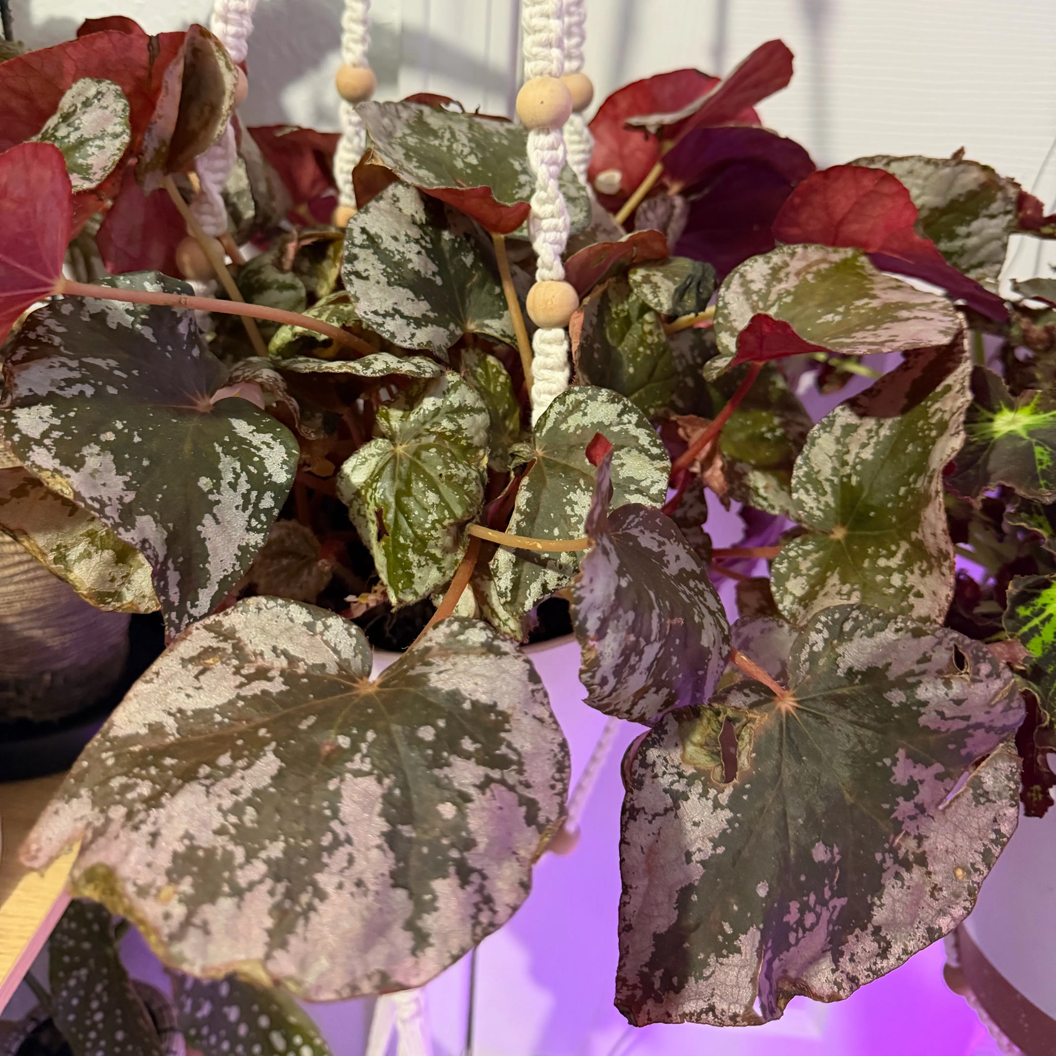 Photo of the plant species Begonia sykakiengii by @DotsSpot named Begonia Sykakiengii on Greg, the plant care app