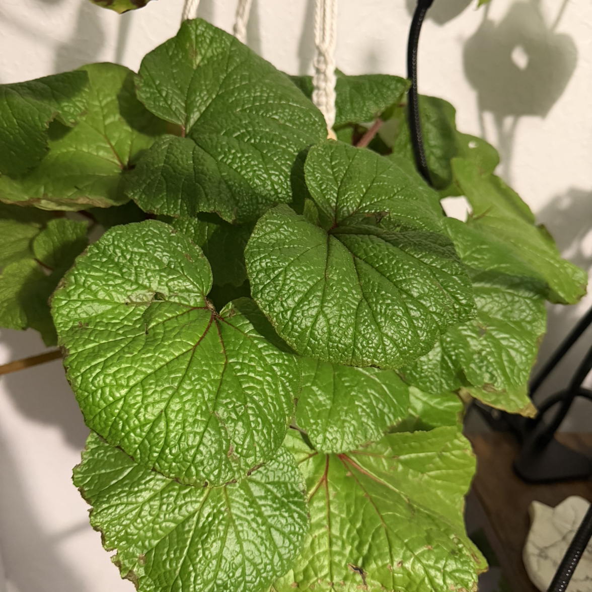 Photo of the plant species Begonia paleata by @DotsSpot named Begonia Paleata on Greg, the plant care app