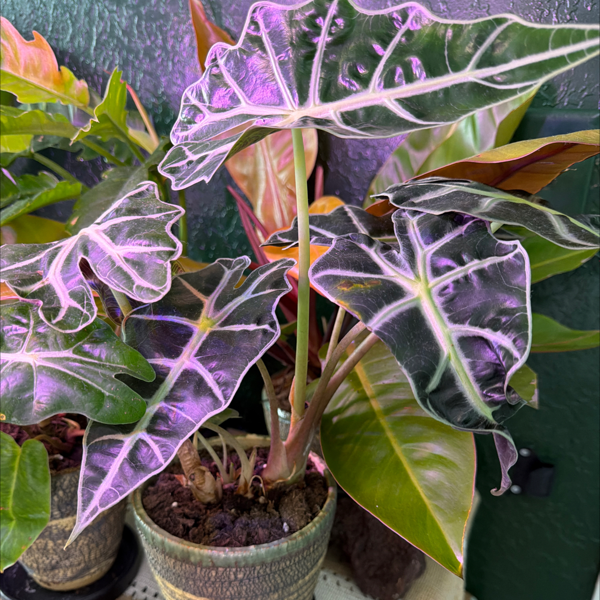 Photo of the plant species Alocasia Purpley by @DotsSpot named Alocasia Purpley on Greg, the plant care app