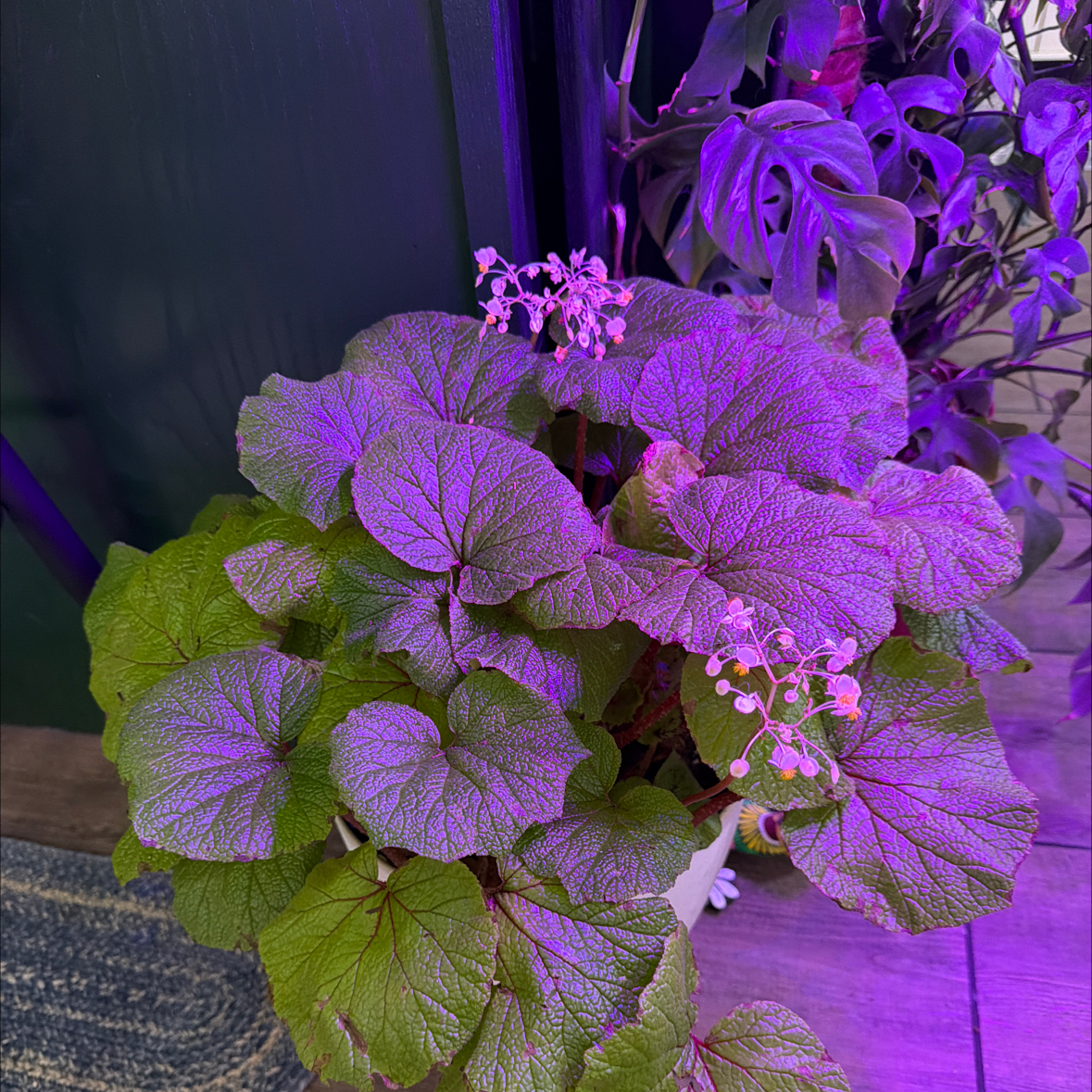 Photo of the plant species Begonia paleacea by @DotsSpot named Begonia Paleacea on Greg, the plant care app