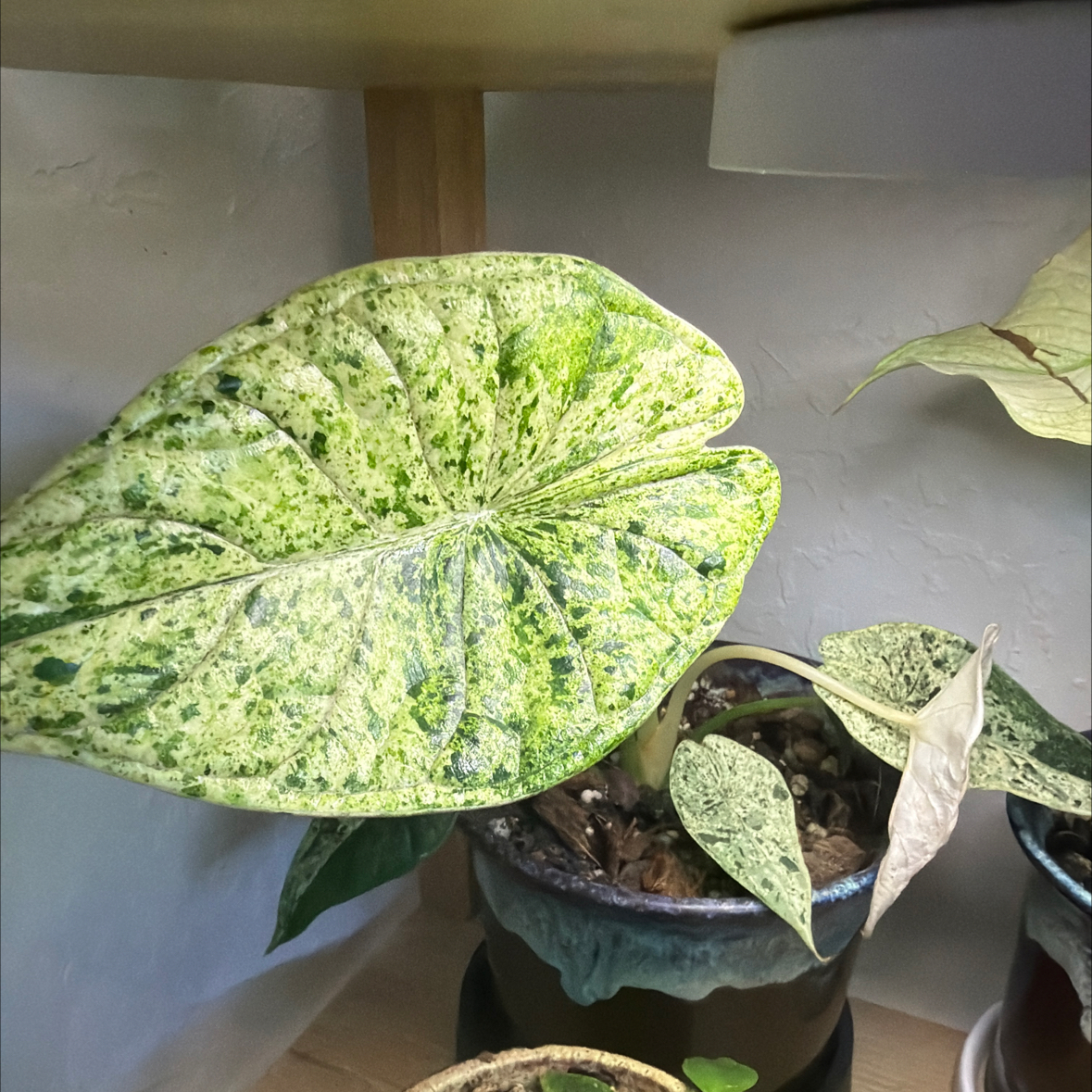 Photo of the plant species Varigated Dragon Scale by @DotsSpot named Alocasia Dragon Scale Varigated on Greg, the plant care app