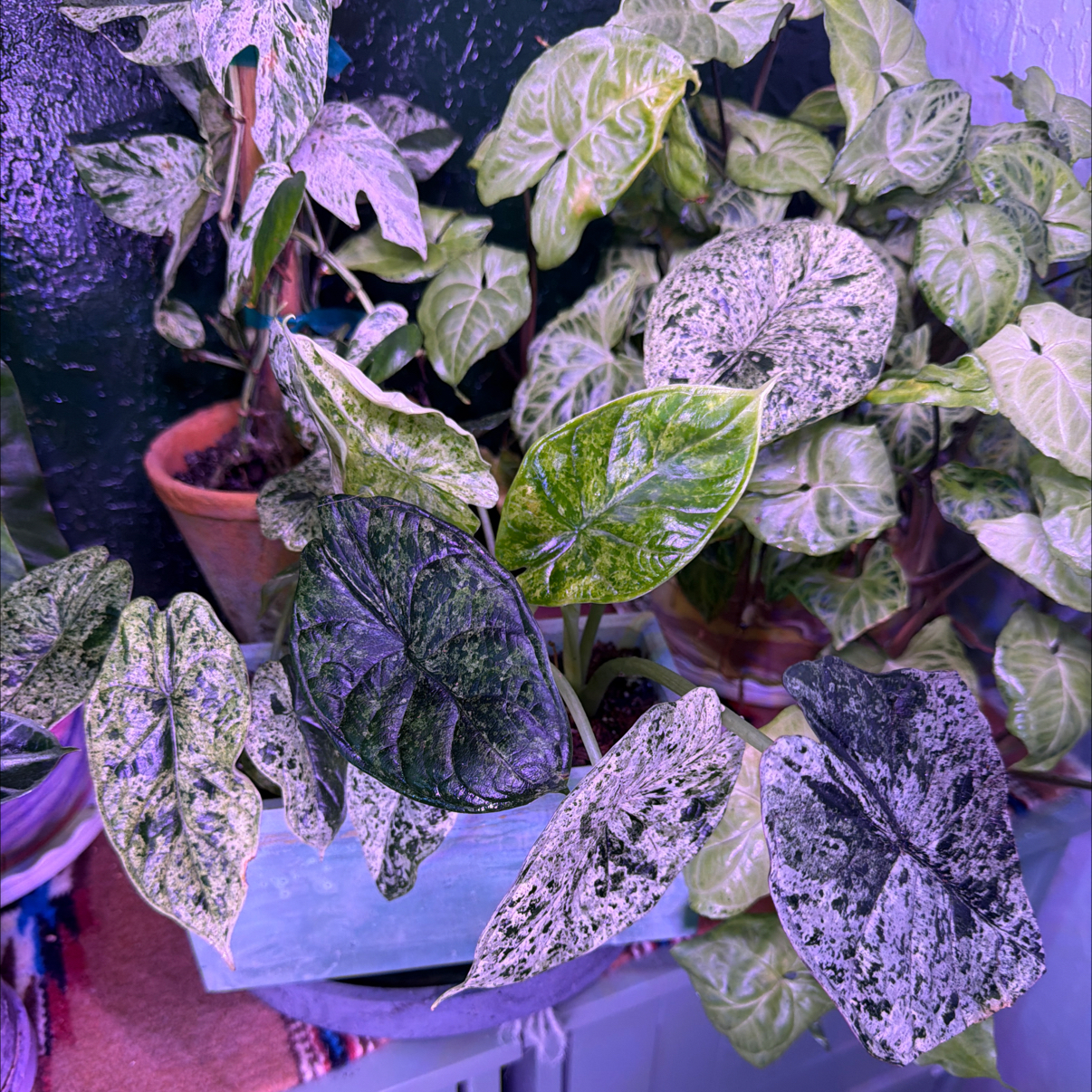 Photo of the plant species Varigated Dragon Scale by @DotsSpot named Alocasia Dragon Scale Varigated on Greg, the plant care app