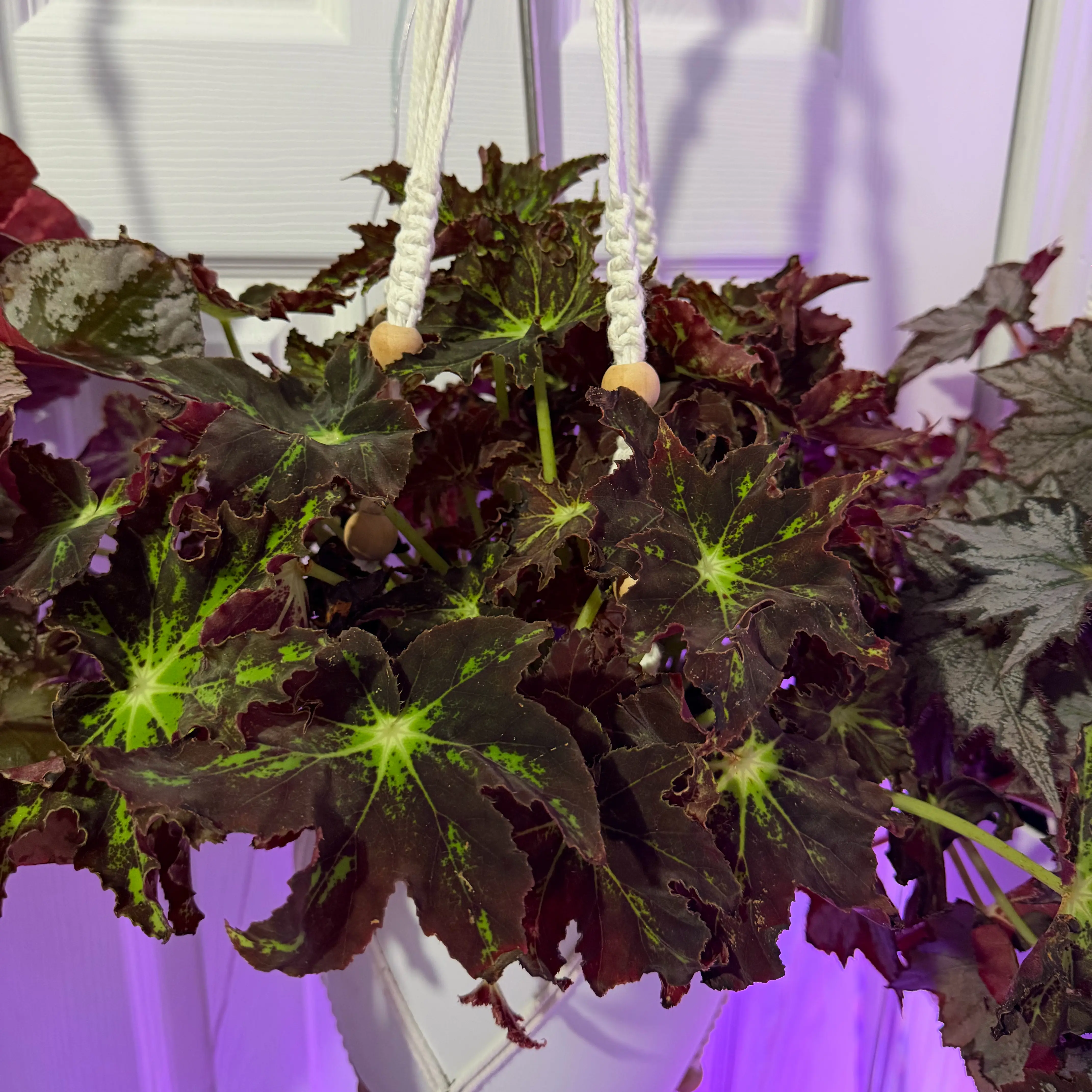 Photo of the plant species Begonia 'Nebula Zeta' by @DotsSpot named Begonia Nebula on Greg, the plant care app