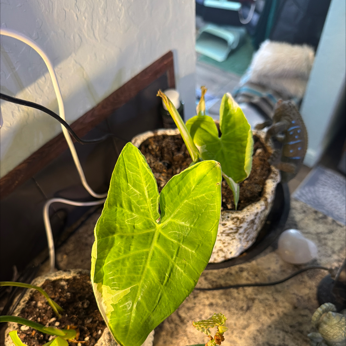 Photo of the plant species Mickey Mouse Taro by @DotsSpot named Taro Mickey Mouse on Greg, the plant care app