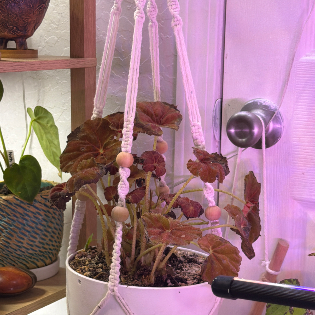 Photo of the plant species Begonia rex by @DotsSpot named Begonia Rex Rose Bronze on Greg, the plant care app