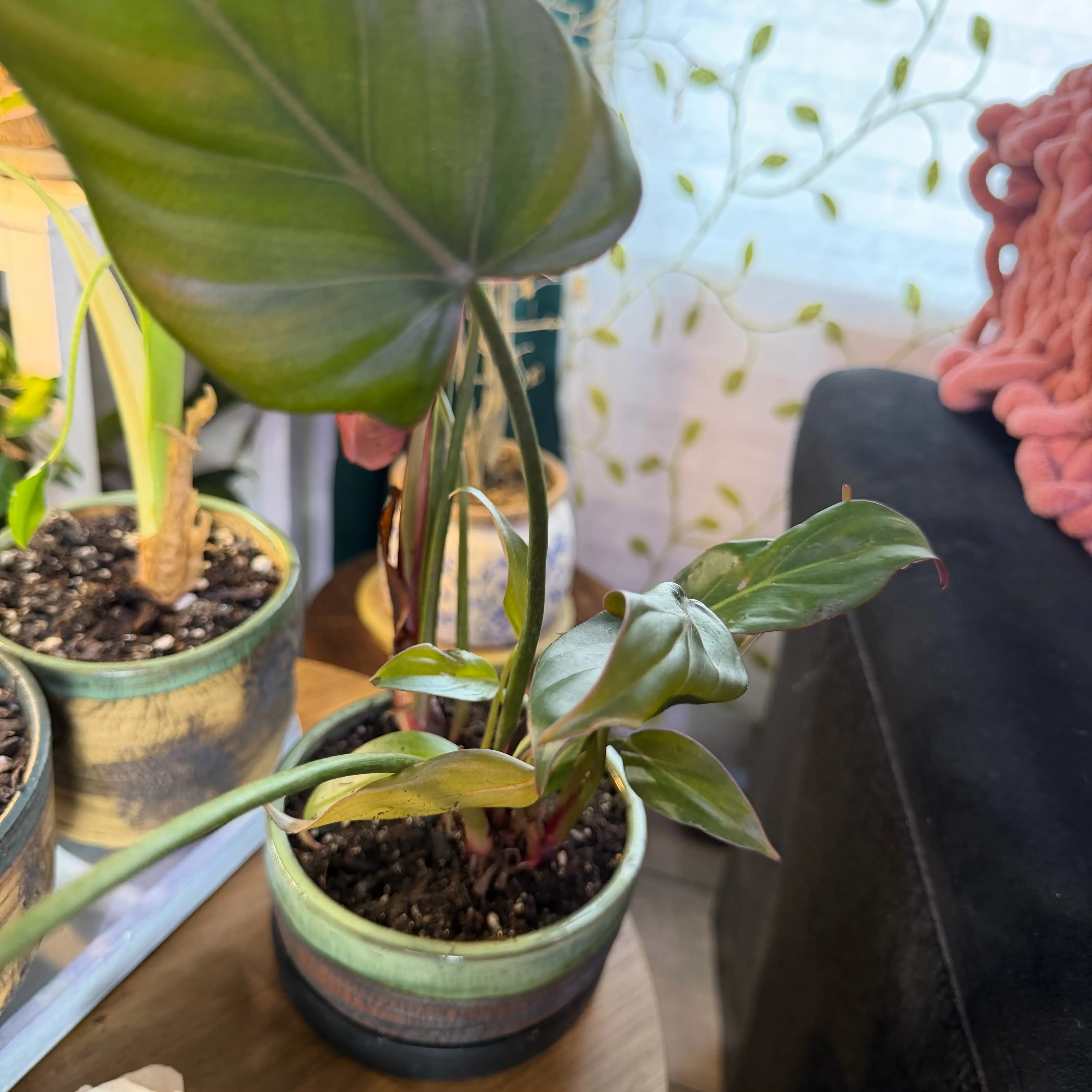 Photo of the plant species Philodendron 'Summer Glory' by @DotsSpot named Philodendron Summer Glory on Greg, the plant care app