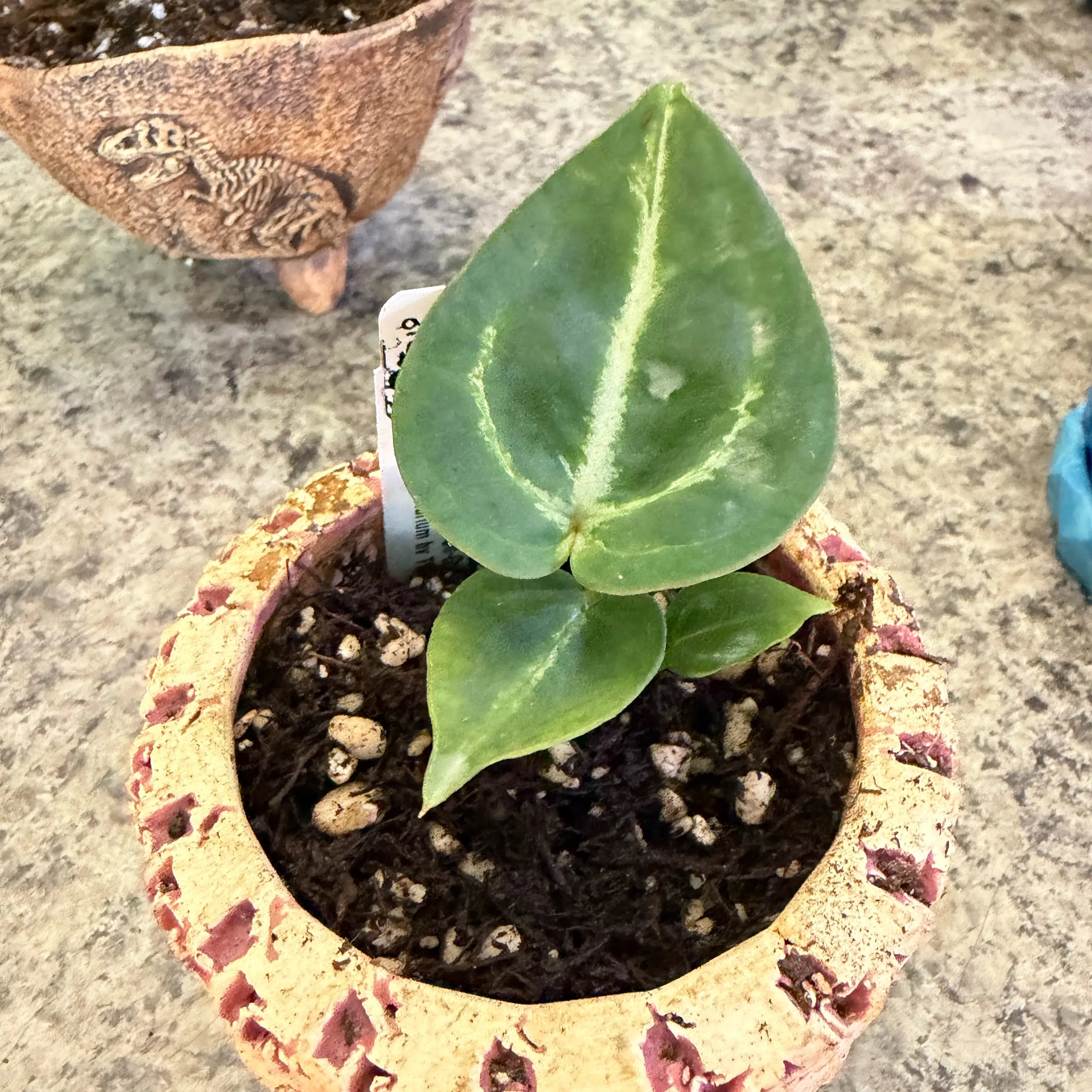 Photo of the plant species Complex Black Anthurium by @DotsSpot named Anthurium Black Widow x Michelle on Greg, the plant care app