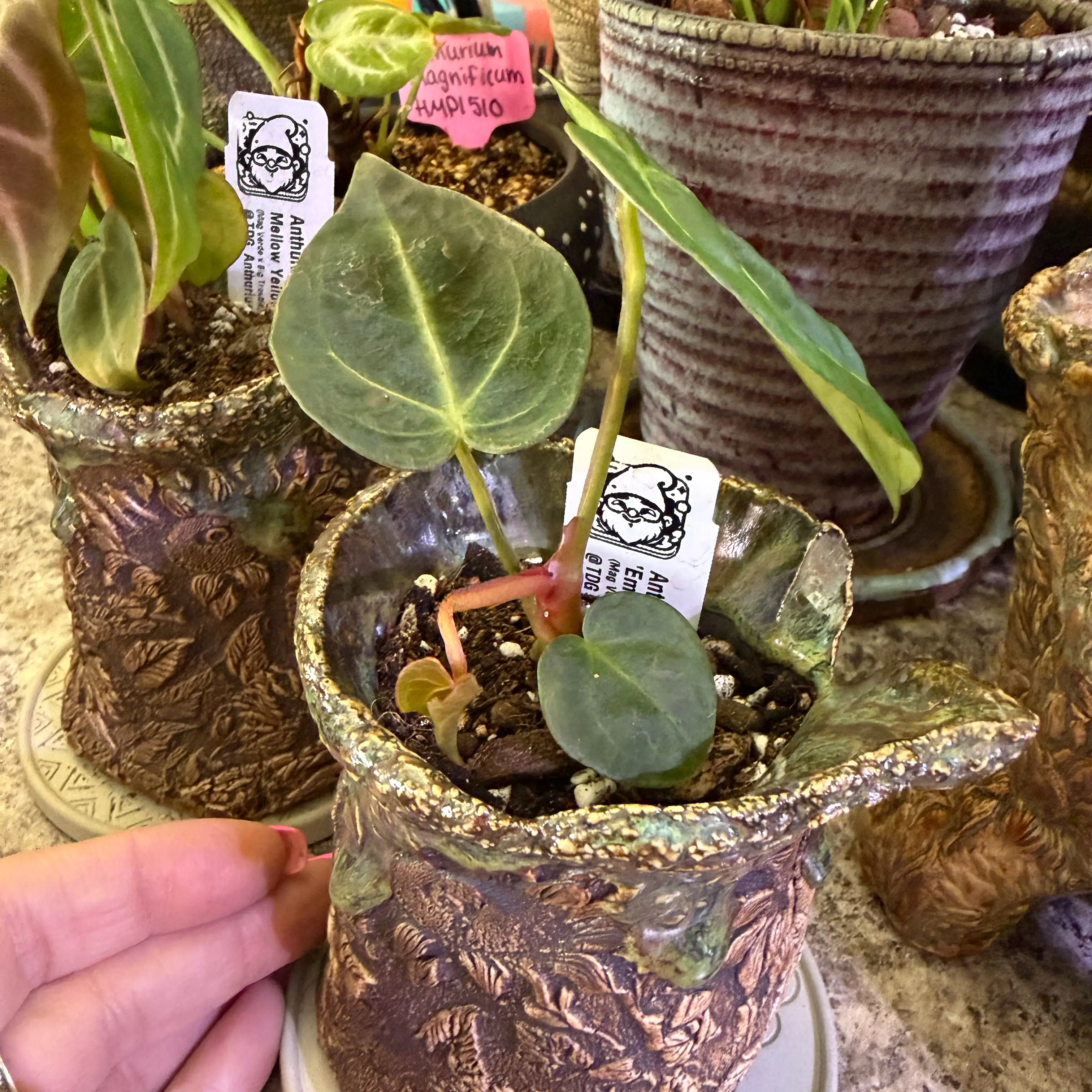 Photo of the plant species Anthurium Emerald Titan X Self by @DotsSpot named Anthurium Emerald Titan x Self on Greg, the plant care app