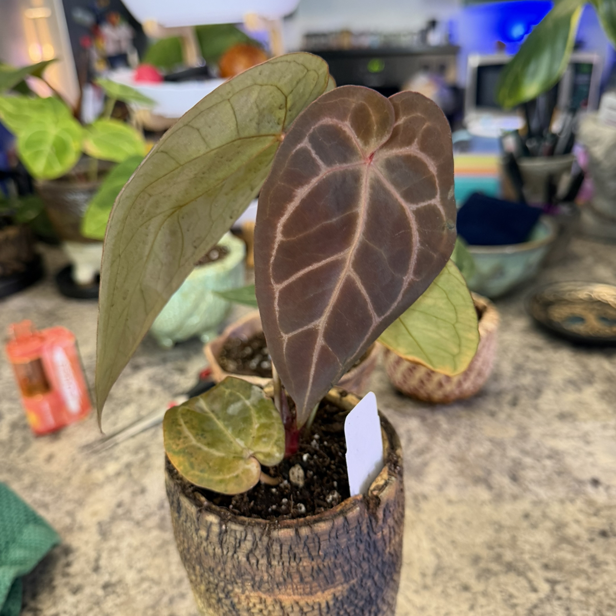 Photo of the plant species Mellow Yellow X Thing 1 by @DotsSpot named Anthurium Mellow Yellow x Thing 1 on Greg, the plant care app