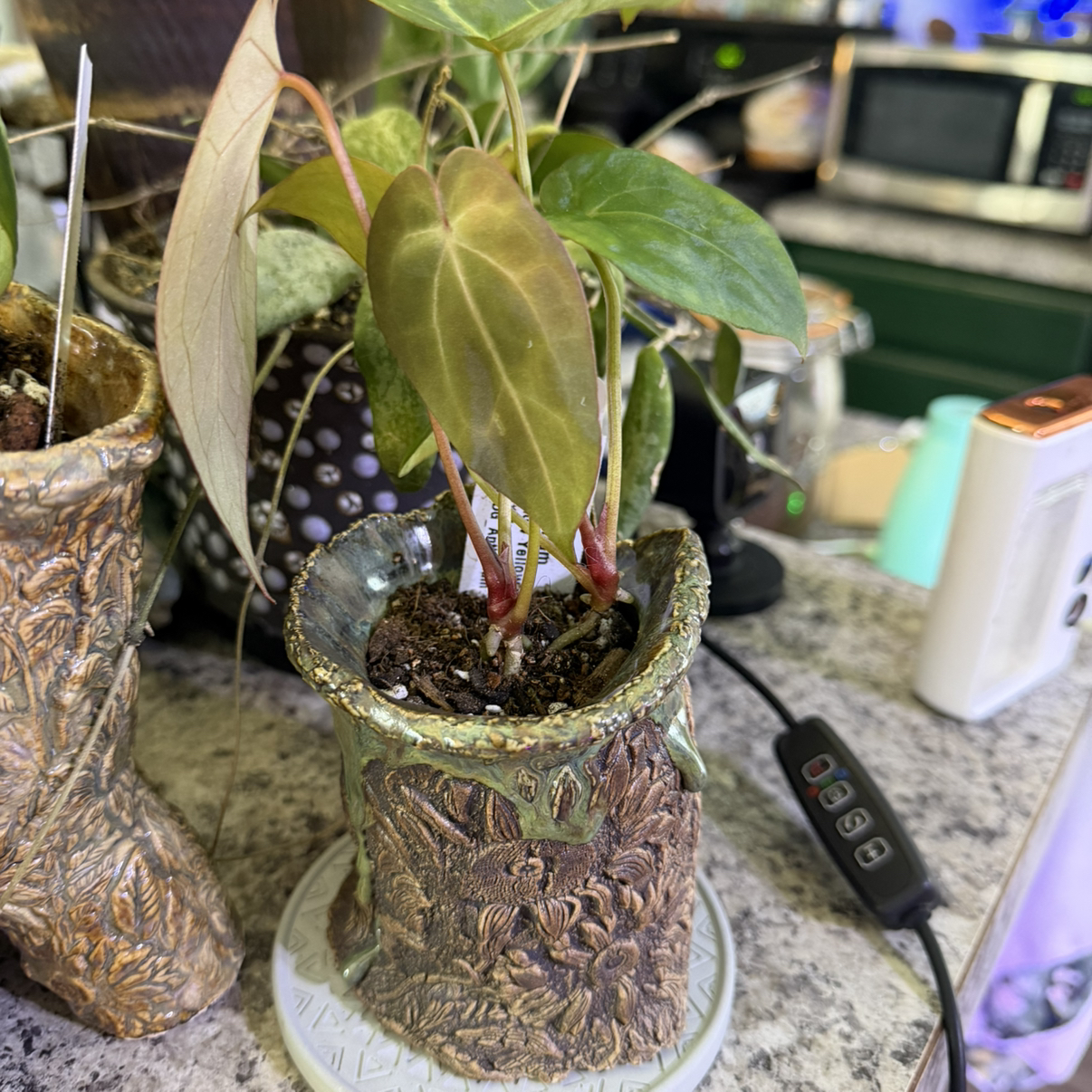 Photo of the plant species Mellow Yellow X Thing 1 by @DotsSpot named Anthurium Mellow Yellow x Thing 1 on Greg, the plant care app