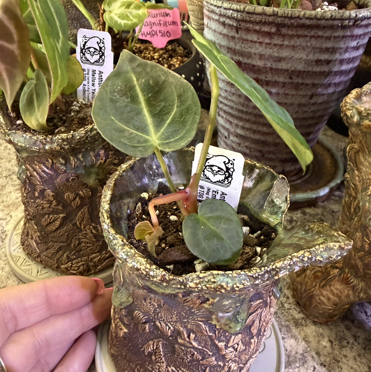 Photo of the plant species Anthurium Emerald Titan X Self by @DotsSpot named Anthurium Emerald Titan x Self on Greg, the plant care app