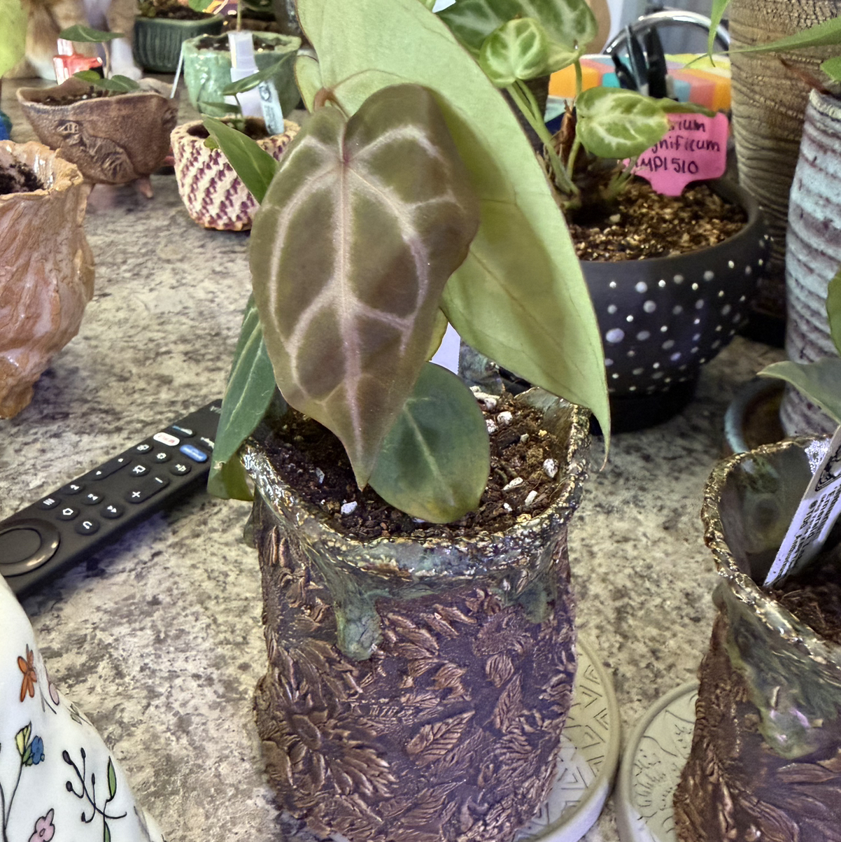 Photo of the plant species Mellow Yellow X Thing 1 by @DotsSpot named Anthurium Mellow Yellow x Thing 1 on Greg, the plant care app