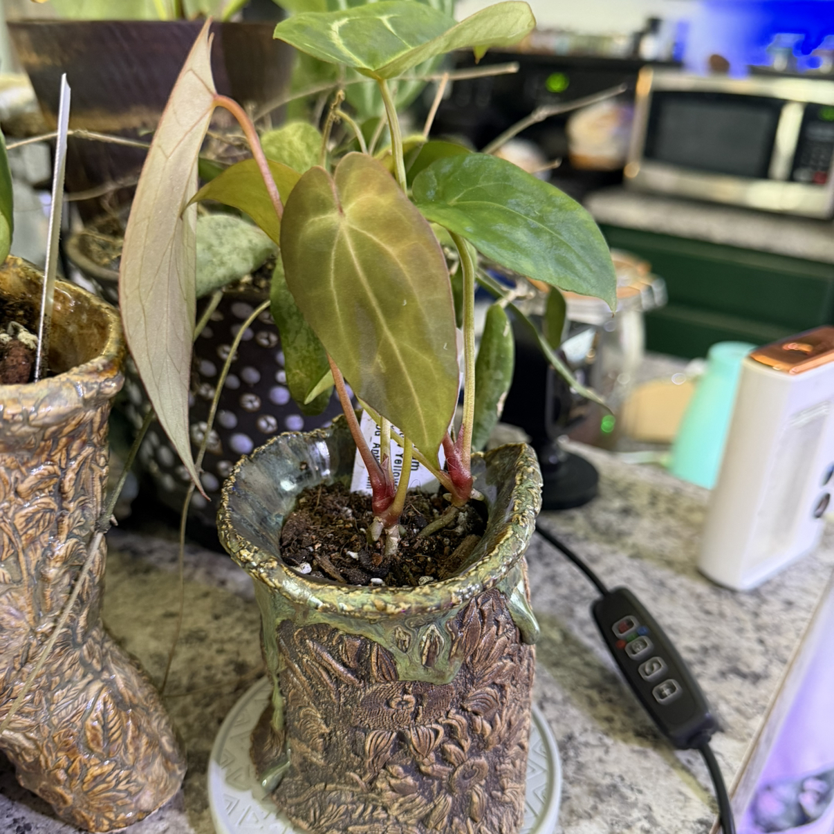 Photo of the plant species Anthurium Emerald Titan X Self by @DotsSpot named Anthurium Emerald Titan x Self on Greg, the plant care app