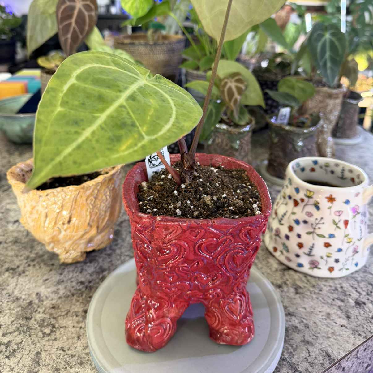 Photo of the plant species Anthurium villenoarum by @DotsSpot named Anthurium Vill x Stripey x Mag on Greg, the plant care app