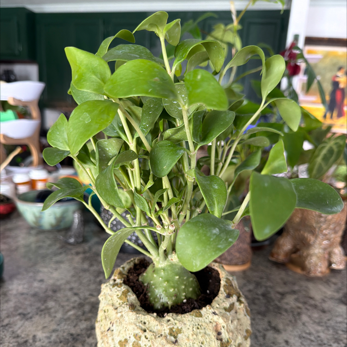 Photo of the plant species Ant plant by @DotsSpot named Bonsai Hydnophytum Ant Plant on Greg, the plant care app