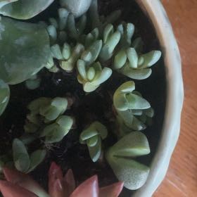 Photo of the plant species Assorted Stomatium by @AngelicPeanut48 named Dolores on Greg, the plant care app