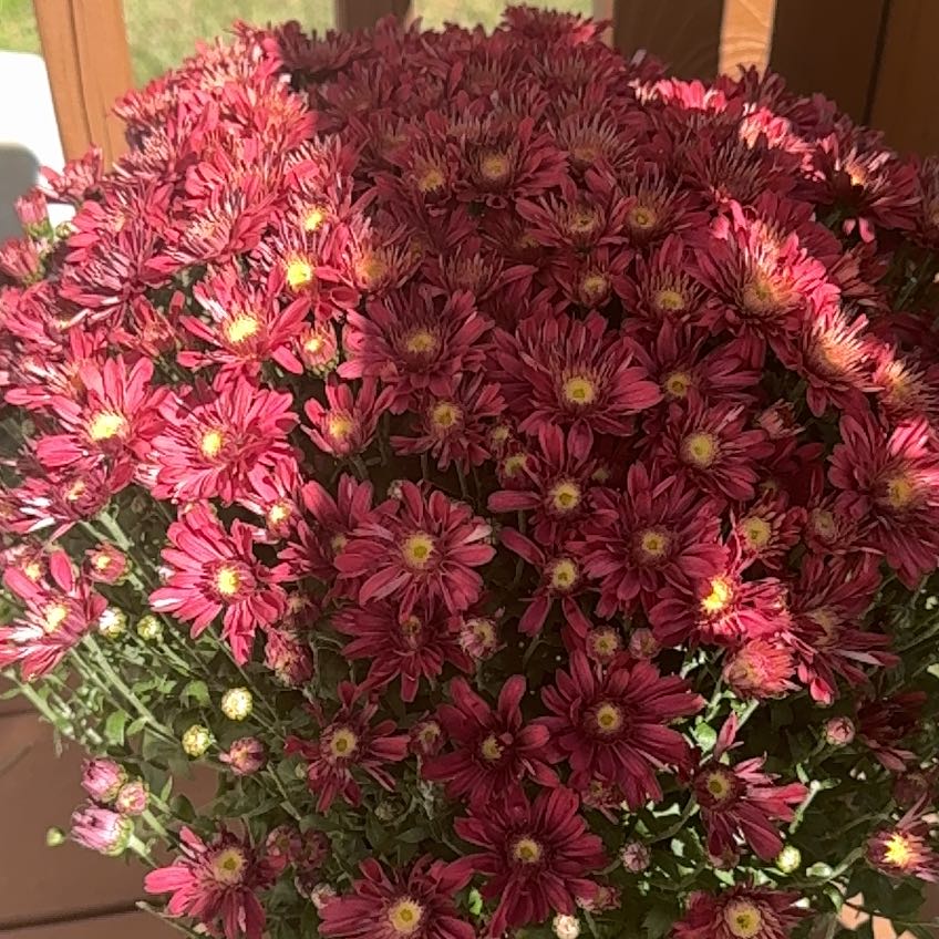 Photo of the plant species Pelee Mums by @Ladiwildflower named Messi on Greg, the plant care app