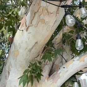 Photo of the plant species Oriental Plane Tree by @StatuesqueChia named Nemo on Greg, the plant care app