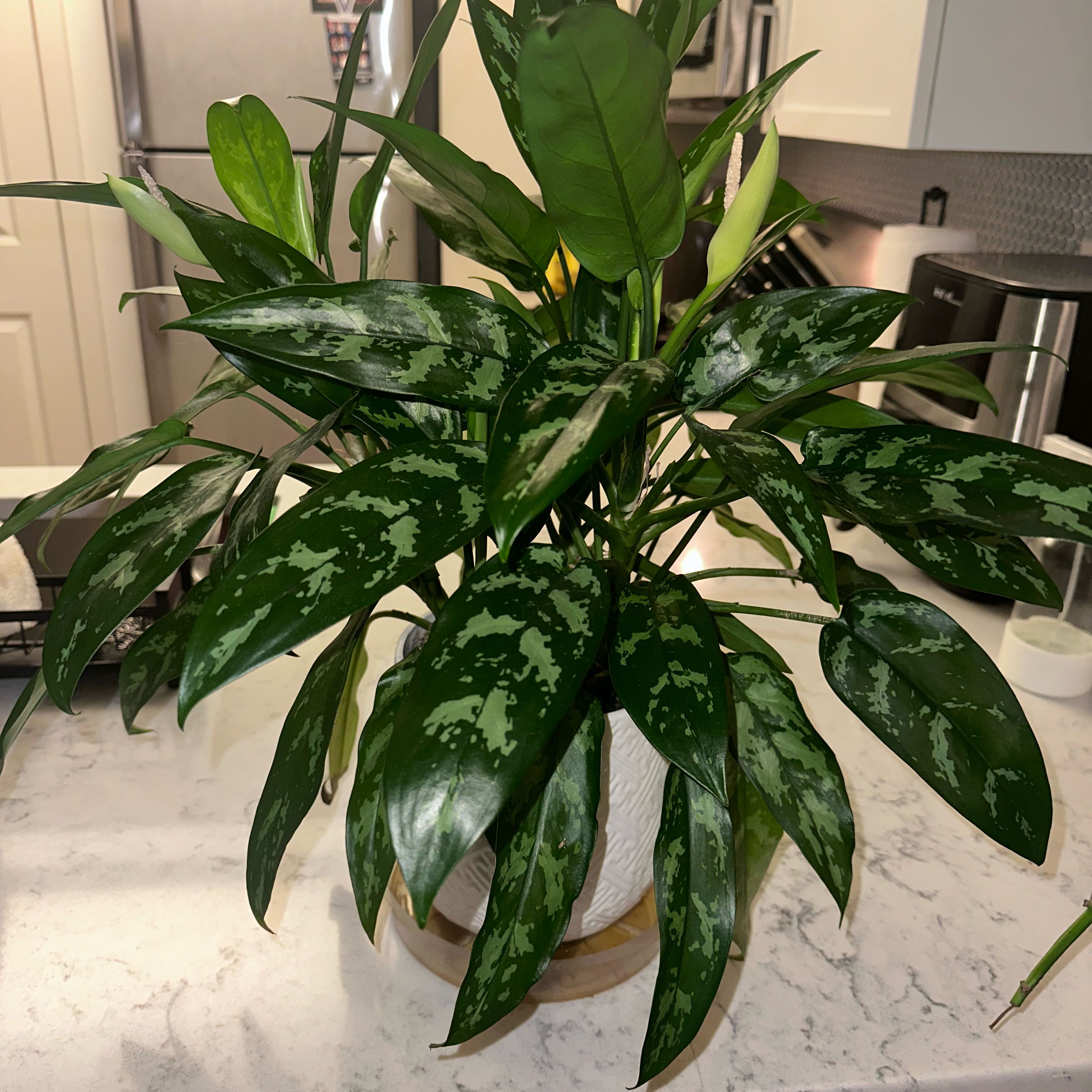 Photo of the plant species Aglaonema 'Emerald Beauty' by @WorthyAllspice0 named Aglaonema Emerald Beauty on Greg, the plant care app