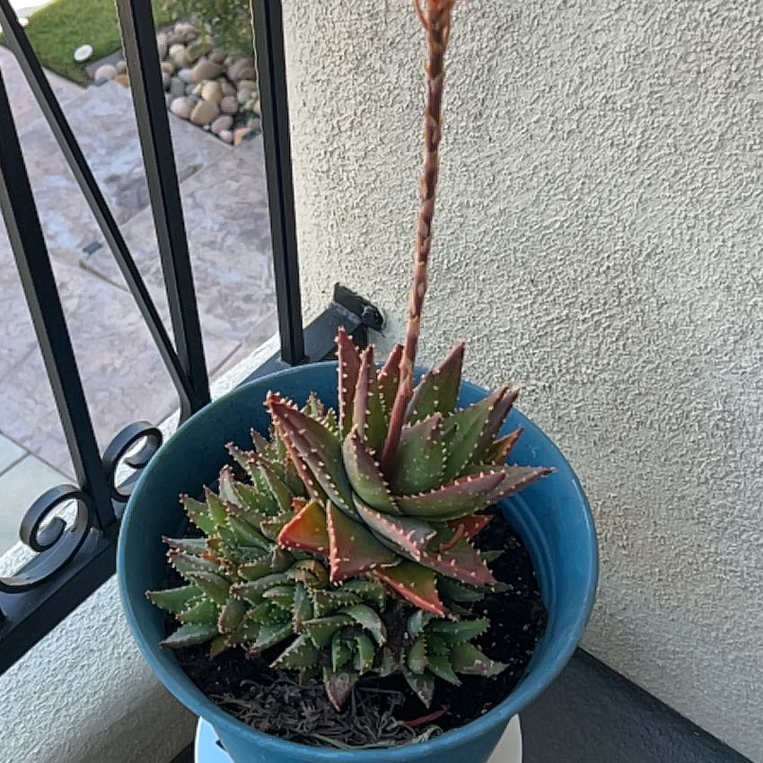 Photo of the plant species Aloe 'Velociraptor' by @AriGatoful named Alan on Greg, the plant care app