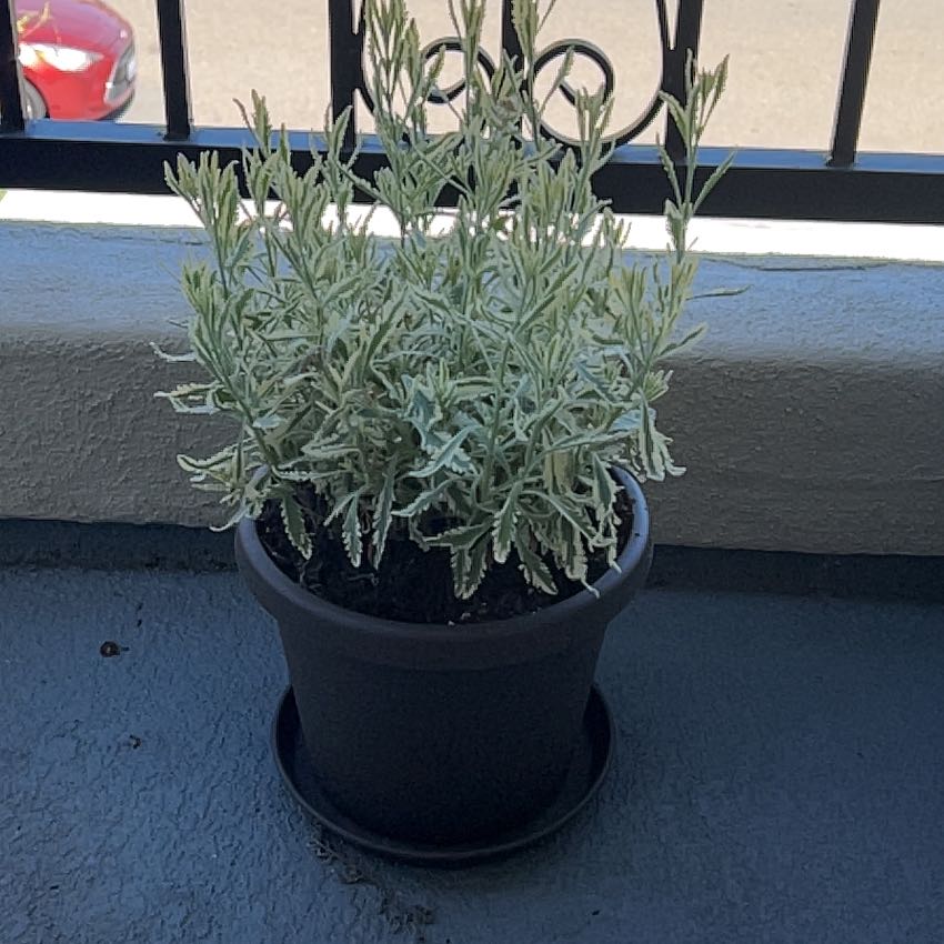 Photo of the plant species Meerlo Lavender by @AriGatoful named Bertie on Greg, the plant care app
