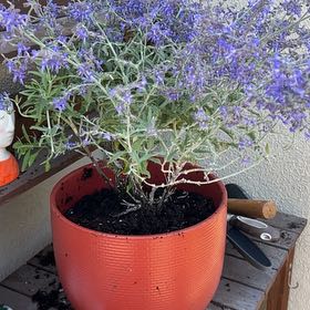 Photo of the plant species Russian Sage 'Crazyblue' by @AriGatoful named Mambo on Greg, the plant care app