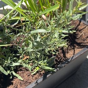 Photo of the plant species French Tarragon by @AriGatoful named Baguette on Greg, the plant care app