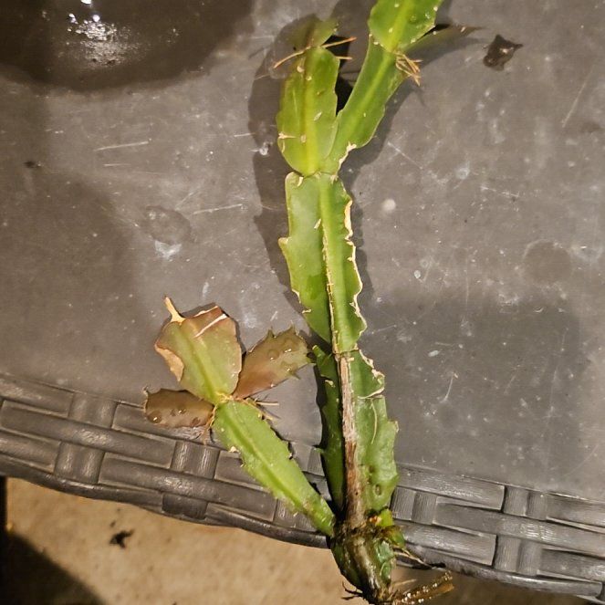 Photo of the plant species Adamant Creeper by @BetterBlackwood named Eva on Greg, the plant care app