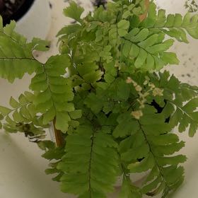 Photo of the plant species Bronze Venus Fern by @ZestyMakura8 named Shakira on Greg, the plant care app